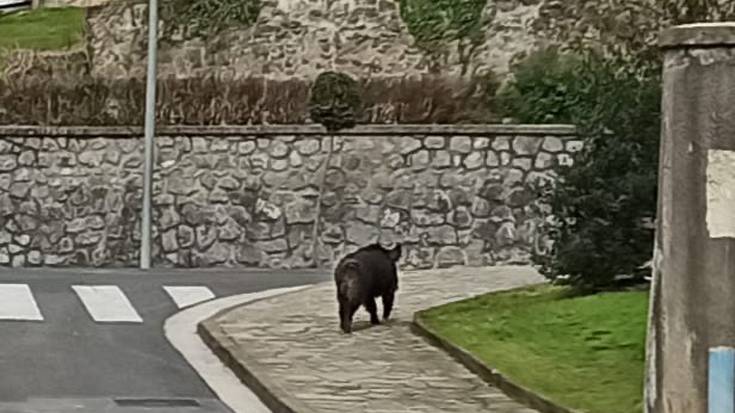 Basurde bat ibili zen hirigunean larunbat eguerdian
