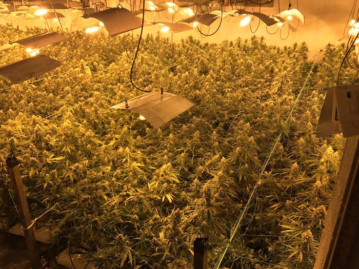 1.950 marihuana landare atzeman dituzte Atallun