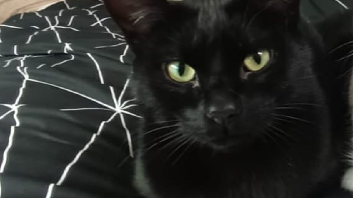 Katu baten bila ari dira