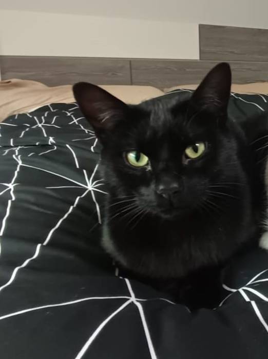 Katu baten bila ari dira