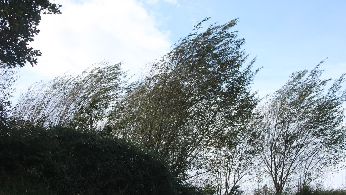 Abisu horian gaur haizeagatik