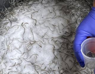 Hamar atxilotu eta 400 kilotik gora angula atzemanda, Aginagan ere eginiko azken polizia operazioan