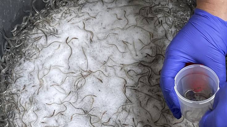 Hamar atxilotu eta 400 kilotik gora angula atzemanda, Aginagan ere eginiko azken polizia operazioan