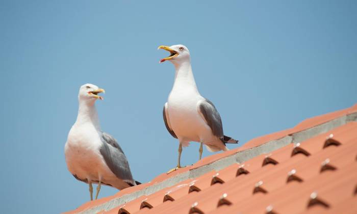 Kaioak karraka