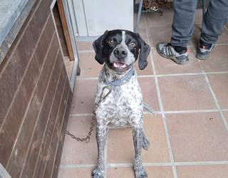 Rufo txakurraren bila dabiltza