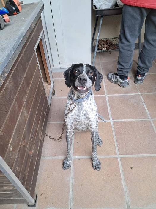 Rufo txakurraren bila dabiltza