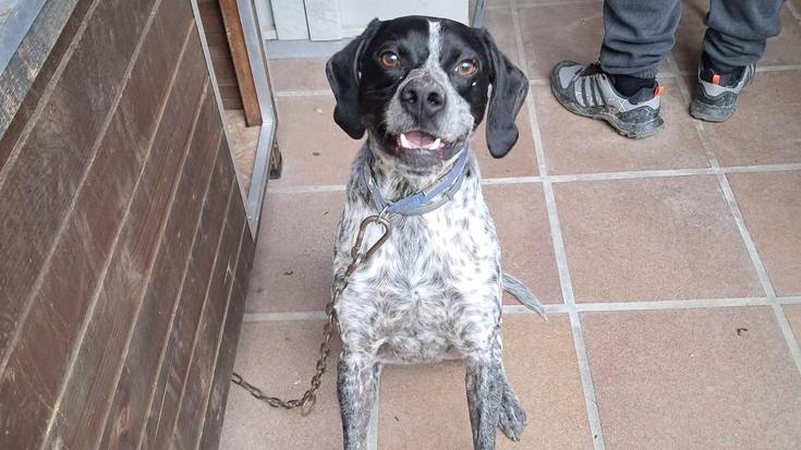 Rufo txakurraren bila dabiltza