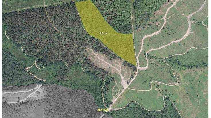 6.500 zuhaitzetik gora landatuko dituzte Andatzan