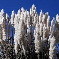 Panpa-lezka landareari buruzko formazio praktikoa