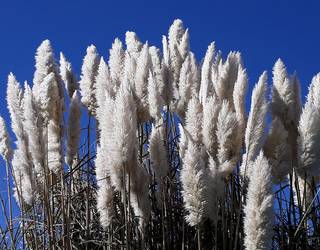 "Landare honek arrisku handiak ditu biodibertsitaterako eta giza osasunerako"