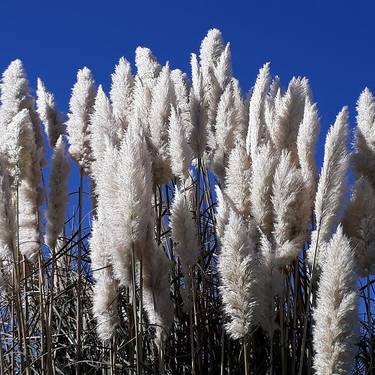 Panpa-lezka landareari buruzko formazio praktikoa