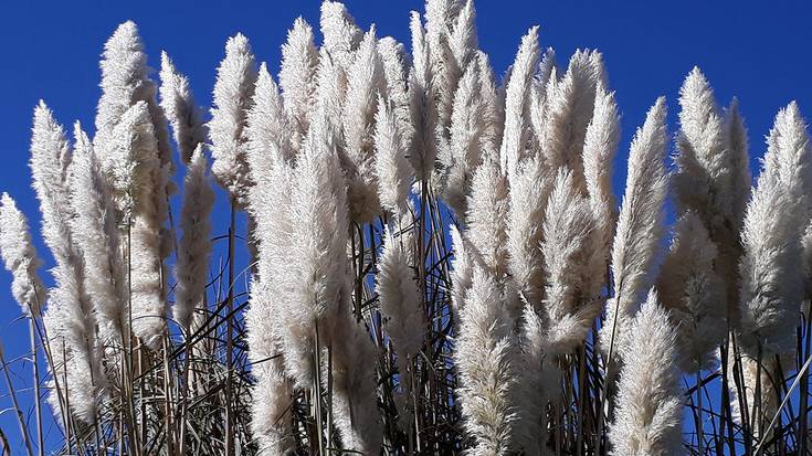 "Landare honek arrisku handiak ditu biodibertsitaterako eta giza osasunerako"
